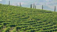 Monferrato Wine Tour