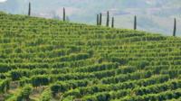 Monferrato Wine Tour Without Transportation