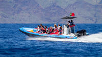 Observação de baleias e golfinhos a bordo de um Speed-Boat em Funchal Observação de baleias e golfinhos a bordo de um Speed-Boat em Funchal