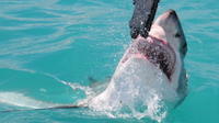 Shark Cage Diving and Viewing in Kleinbaai