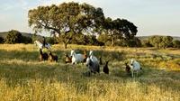 Monte Velho Lusitano Horse Stud Farm Private Day Trip from Lisbon