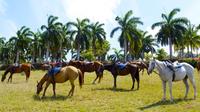 Braco Stables Hike and Bike Excursion Tour de Falmouth