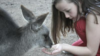 Privé Expérience Shoalhaven Zoo de Sydney
