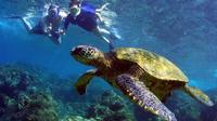 Turtle Reef Kayak Snorkel