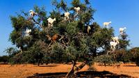 Private Tour: Essaouira Day Trip from Marrakech with Camel Ride