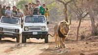 Wildlife Safari In Gir National Park