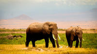 3-Day Amboseli Safari with Lake Nakuru on request