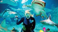 Underwater World SEA LIFE Aquarium and Mooloolaba Day Trip from Gold Coast