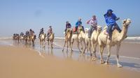 Camel ride in Essaouira: day with picnic