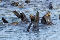 Palomino Islands Sightseeing Cruise Including Swim with Sea Lions