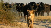 Chobe National Park Camping Safari 3-Days 2 nights