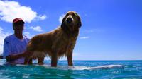 Cours de surf et des visites de tortues libres