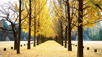 Petit-groupe Winter Sonata Drama Localisation Visite