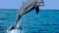 Dolphin Sightseeing Tour from Panama City Beach