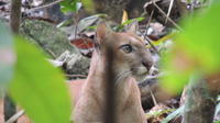 3-Day Corcovado Rainforest