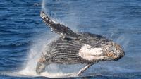 Whale Watching Expérience avec commentaires en direct