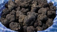 Tuscan Truffle-Hunting Experience