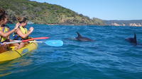 Kayak avec Dolphin de Rainbow Beach