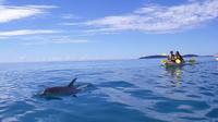 Kayak with Dolphins and 4WD Great Beach Drive Day Trip from Noosa