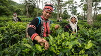 Araksa Tea Plantation Tour from Chiang Mai