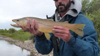 Yellowstone Full Day Wade Fishing Trip