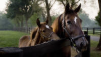 Kentucky Thoroughbred Heritage Cheval Farm Tour