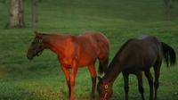 Thoroughbred Horse Farm Tour in Kentucky