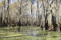 New Orleans Swamp Tour Boat Adventure With Pickup