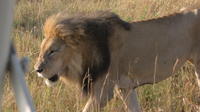 3 jours 2 nuits Maasai Mara tour avec le lac Nakuru option Extension