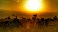 8 Days Best of Kenya and Tanzania Safari From Nairobi 