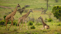 Arusha National Park Guided Day Tour from Arusha