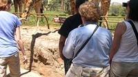 Day Tour from Nairobi: David Sheldrick Elephant Orphanage and Giraffe Center