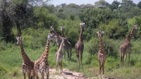 Ngorongoro National Park and Game Drive: Guided Day Tour from Arusha