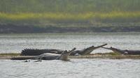 National Chambal Sanctuary and Alligator Day Tour from Agra