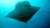 2-Day Similans Plongée sous-marine de Phuket