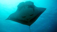 Dykning ved Similan, 2-dagstur fra Phuket Dykning ved Similan, 2-dagstur fra Phuket