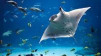 Crucero al atardecer por la Bahía de Keauhou y baño nocturno con mantarrayas Crucero al atardecer por la Bahía de Keauhou y baño nocturno con mantarrayas
