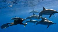 ケアラケクア湾でシュノーケリングを楽しみ、野生のイルカと泳ぐ ケアラケクア湾でシュノーケリングを楽しみ、野生のイルカと泳ぐ