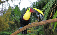 La Fortuna Observation des oiseaux près du volcan Arenal