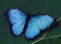 La Fortuna Papillon et Faune Jardin à Danaus Eco-Center