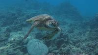 Introduction to Scuba Diving in Oahu from Waikiki