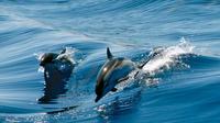 Gibraltar Dolphin Adventure