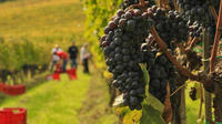 Brunello and Nobile Wine Lovers' Tour: Montalcino and Montepulciano