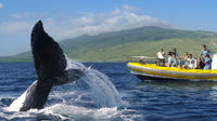 Whale Watch par Raft à Lahaina, Maui