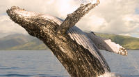 Whalewatch Sail Deluxe Lahaina