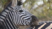 Private Tour: 2-Day Chalet Kruger Park Safari from Johannesburg