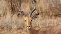 Private Tour: 2-Day Chalet Pilanesberg Safari from Johannesburg