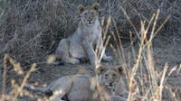 Private Tour: 2-Day Tented Pilanesberg safari from Johannesburg