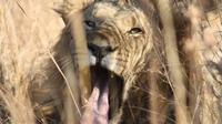 Private Tour: 3-Day Chalet Pilanesberg Safari from Johannesburg