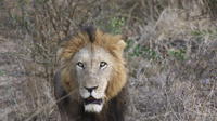 Private Tour: Pilanesberg Walking Safari from Johannesburg